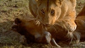 Africa: The Serengeti's poster