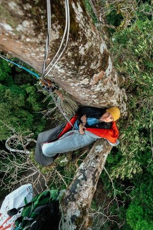 Canopy Climbers's poster