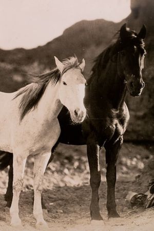 Wild Beauty's poster