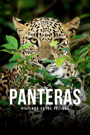 Panteras: Viviendo entre felinos's poster