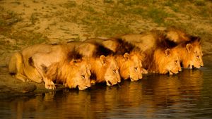 Brothers in Blood: The Lions of Sabi Sand's poster