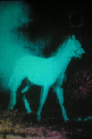 Berlin Horse's poster