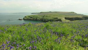 The Rabbits of Skomer's poster