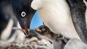 Penguins's poster