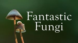 Fantastic Fungi's poster