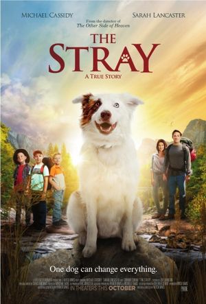 The Stray's poster