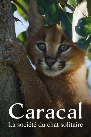 Caracal : La Société du chat solitaire's poster