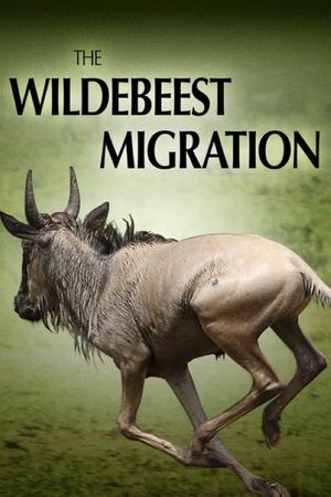 The Wildebeest Migration's poster