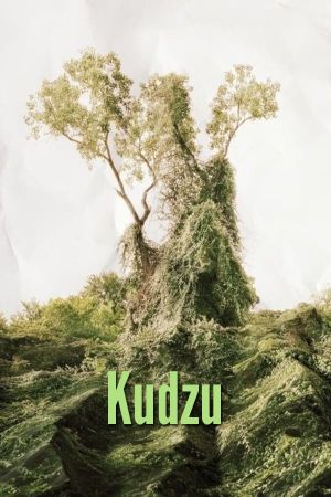 Kudzu's poster