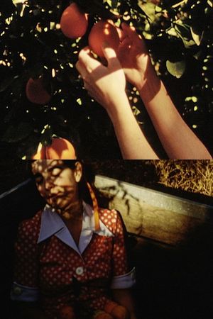 Picking Oranges's poster