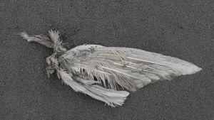 Cadaverous Sonneteer's poster