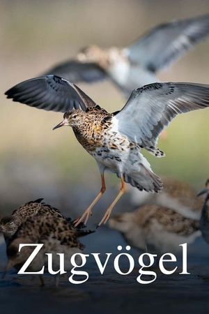 Zugvögel - Ein Jahr vergeht im Flug's poster