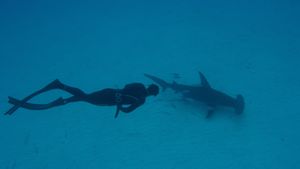 Shark School with Michael Phelps's poster