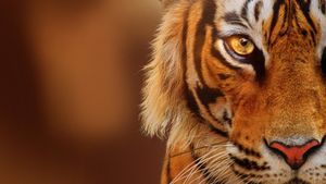 Tigers on the Rise's poster