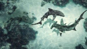 Bull Shark vs Hammerhead's poster
