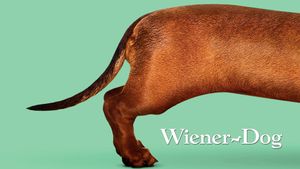 Wiener-Dog's poster