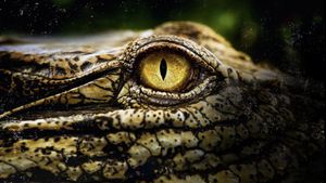 Crocodiles Revealed's poster