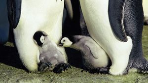 March of the Penguins's poster