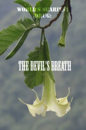 World's Scariest Drug: The Devil's Breath's poster