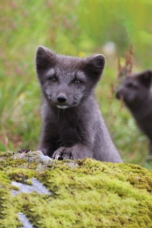 The Arctic Fox: Still Surviving's poster