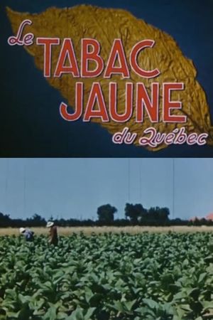 Yellow Tobacco from Quebec's poster