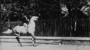 Cheval de haute école, I's poster