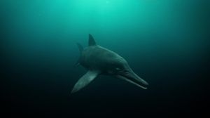 Attenborough and the Sea Dragon's poster