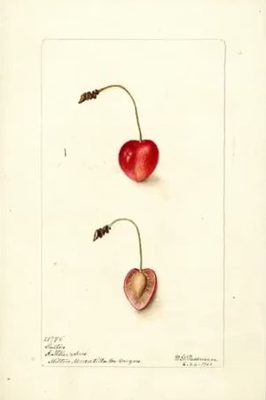 Pomological's poster