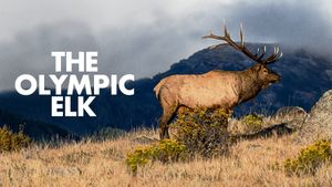 The Olympic Elk's poster