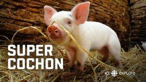 Super cochon's poster