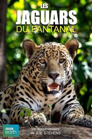 Jaguars of the Pantanal's poster