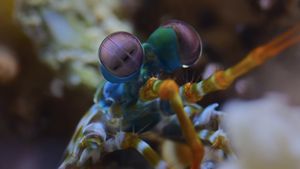 Ocean with David Attenborough's poster