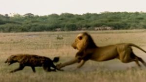 Eternal Enemies: Lions and Hyenas's poster