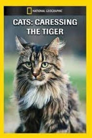 Cats: Caressing The Tiger's poster
