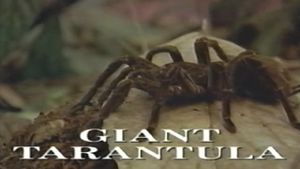 Predators of the Wild: Giant Tarantula's poster