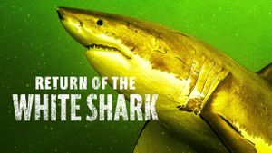 Return of the White Shark's poster