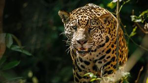 The Phantom Cat: Jaguar's poster
