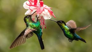 The Hummingbird Effect's poster