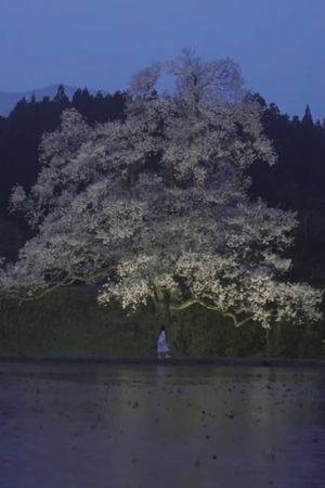 Cherry Blossom on My Palm's poster