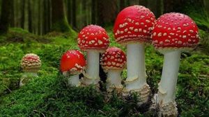 Fantastic Fungi's poster