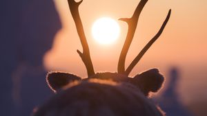 A Reindeer's Journey's poster