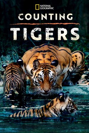 Counting Tigers's poster