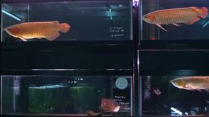 Cold Fish's poster