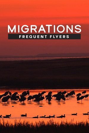 Migrations: Frequent Flyers's poster image