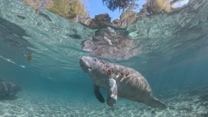 Hamilton's Journey - Manatees in a New Light's poster