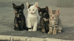 Cats on Park Avenue's poster