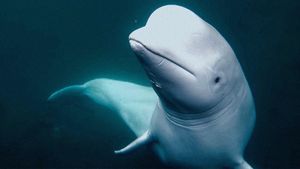 Secrets of the Spy Whale's poster