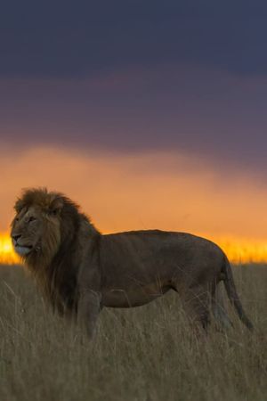 Africa's Hunters of the Night's poster