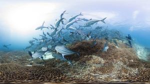 Chasing Coral's poster