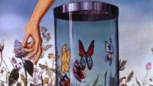 Butterfly's poster
